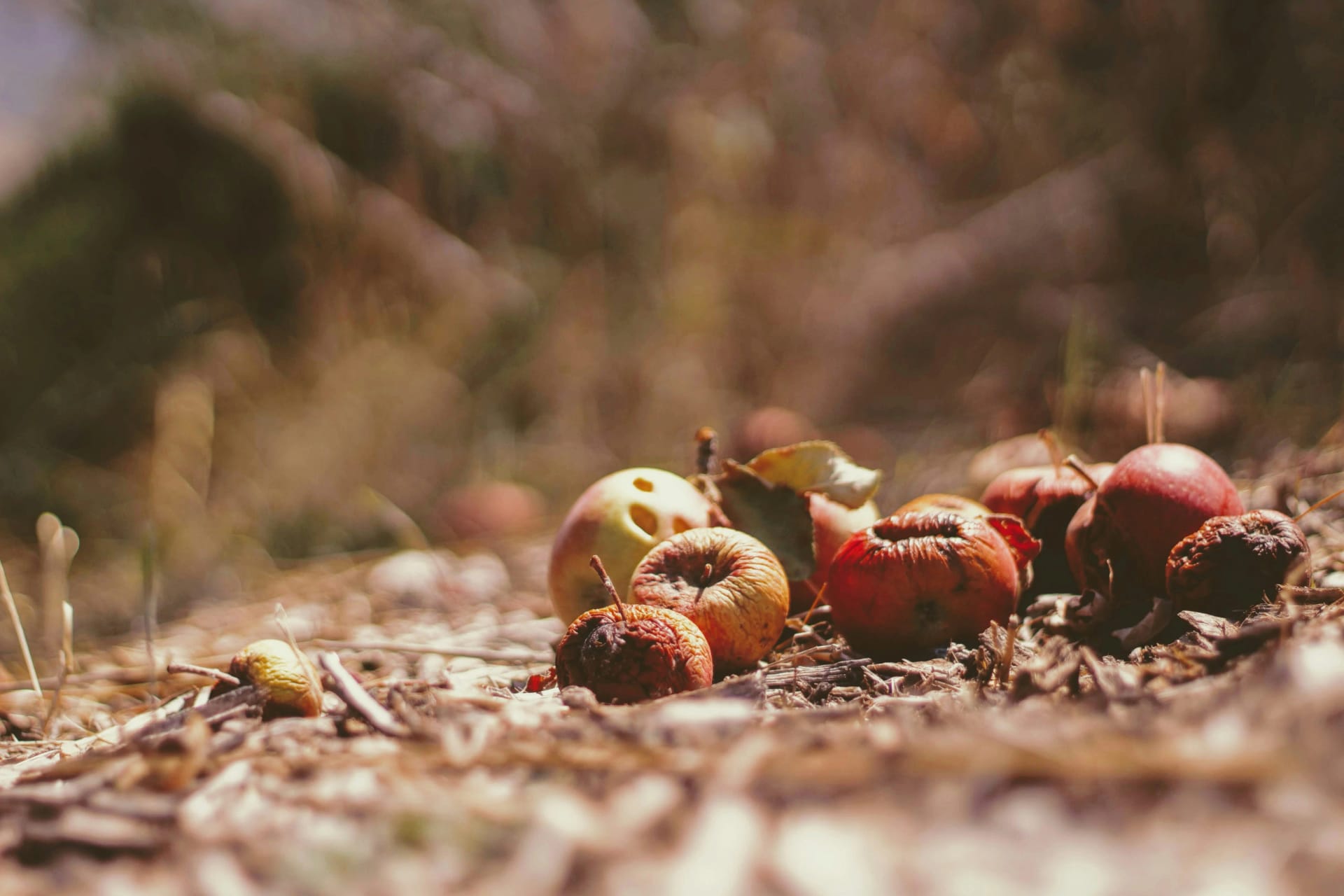 Side-by-side comparison of freeze-dried and dehydrated fruit showing texture differences